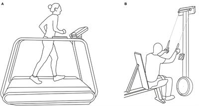 Upper- vs. Lower-Body Exercise Performance in Female and Male Cross-Country Skiers